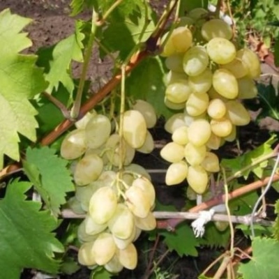 Виноград плодовый Мускат летний