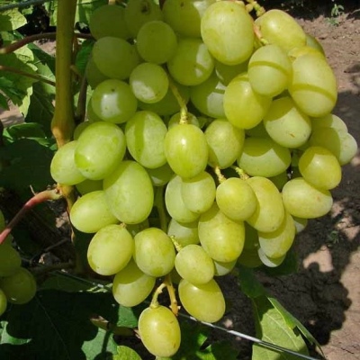 Виноград плодовый Аркадия (Настя)
