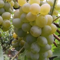 Виноград плодовый Восторг