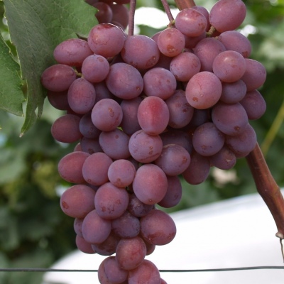 Виноград плодовый Виктория