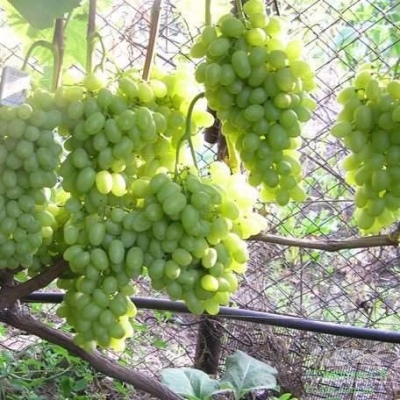 Виноград плодовый Лора