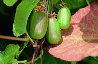 Плодовые лианы
