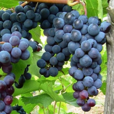 Виноград плодовый Изабелла